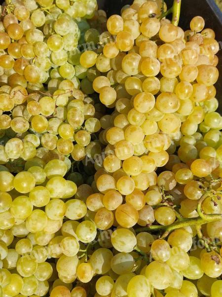 Muscatel grapes for sale in Pölöskei