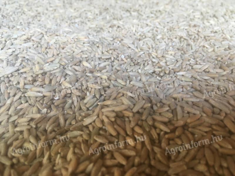 Rye