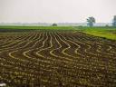 Field from a farmer (Hajdúnánás, 1/1 ownership)