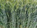 Gereinigtes Triticale-Samen aus metallversiegeltem Saatgut steht zum Verkauf