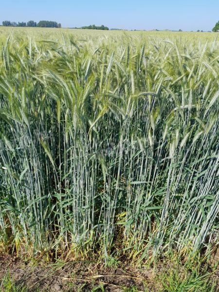 Gereinigtes Triticale-Samen aus metallversiegeltem Saatgut steht zum Verkauf