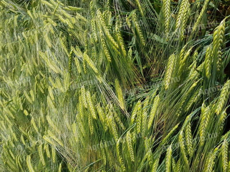 Zum Verkauf steht gereinigte Herbstgerstensaat aus metallversiegeltem Saatgut