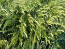 Cleaned winter barley seed from seed storage for sale