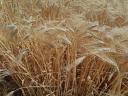 Cleaned winter barley seed from seed storage for sale