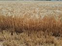 Cleaned winter barley seed from seed storage for sale