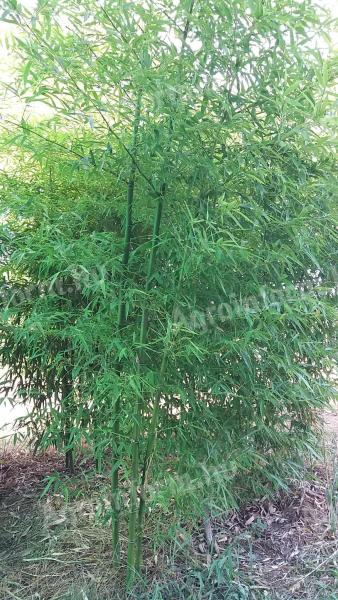 Phyllostachys 'Shanghai 3' Bambusz tövek eladók - Debrecen