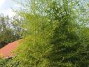 Phyllostachys 'Shanghai 3' Bambusz tövek eladók - Debrecen