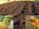 Mature humus compost cattle manure: tomato seedling seedling potted plant raised bed pepper balcony rooted rooted foliage tent sprouts graft cuttings flower