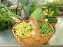 For compost manure, rooted pepper seedlings, seedlings, flower cuttings, strawberry cuttings