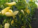 For compost manure, rooted pepper seedlings, seedlings, flower cuttings, strawberry cuttings