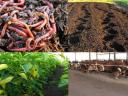 For compost manure, rooted pepper seedlings, seedlings, flower cuttings, strawberry cuttings