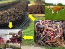 Pentru compost de gunoi de grajd, răsaduri de piper înrădăcinate, răsaduri, butași de flori, butași de căpșuni