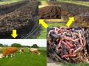 Pentru compost de gunoi de grajd, răsaduri de piper înrădăcinate, răsaduri, butași de flori, butași de căpșuni