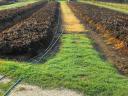 Kompostdünger, bewurzelte Paprikasämlinge, Setzlinge, Blumenstecklinge, Erdbeerstecklinge für Pflanzen