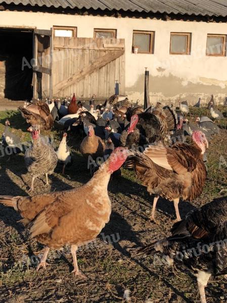 Türkei zu verkaufen