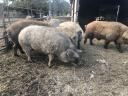 Farmska mangalica tov između 70-140 kg, živa, split ea. može rezervirati i za zimu, također dostavljam