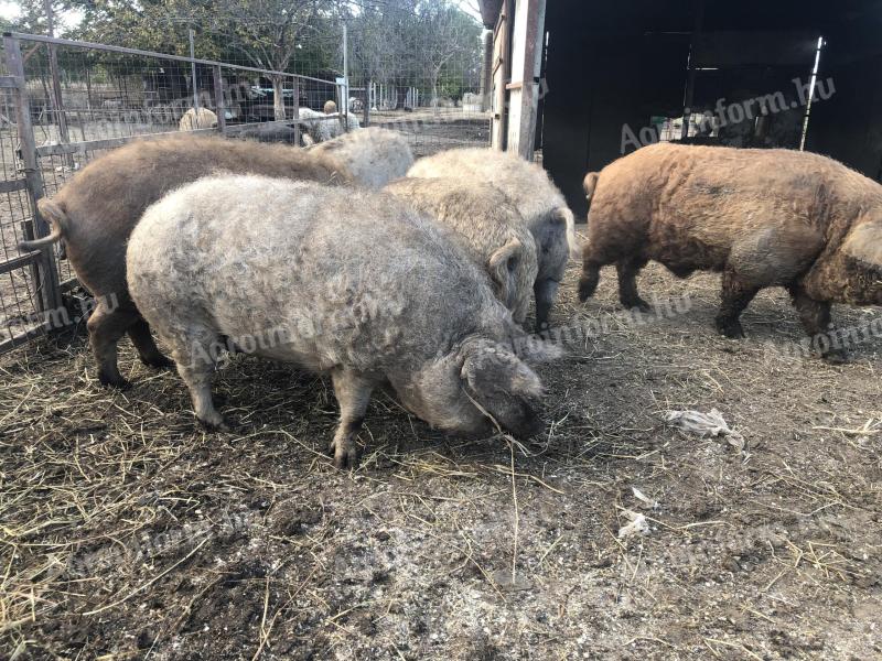 Mangalica de fermă îngrășată între 70-140 kg, vie, în carcasă ea. disponibilă pentru iarnă, disponibilă și pentru transport