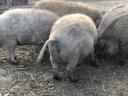 Farmyard mangalica fattening between 70-140 kg, live, carcassed ea. available for winter, also available for transport