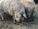 Mangalica de fermă îngrășată între 70-140 kg, vie, în carcasă ea. disponibilă pentru iarnă, disponibilă și pentru transport