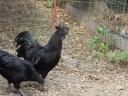 Ayam Cemani so na voljo plemenska jajca in potomci