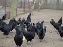 Ayam Cemani so na voljo plemenska jajca in potomci