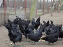 Ayam Cemani so na voljo plemenska jajca in potomci