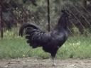 Ayam Cemani so na voljo plemenska jajca in potomci