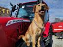 Tractor McCormick, Presă Krone KC-Békés Kft