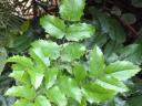 Mahonia seedling