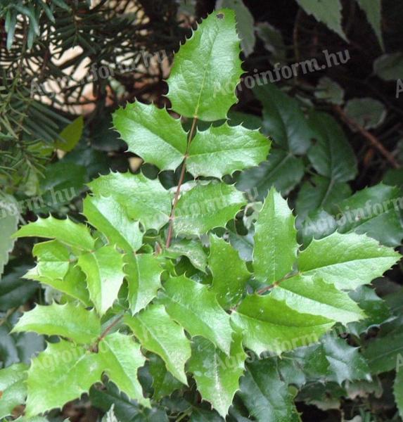 Mahonia seedling