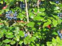 Mahonia seedling