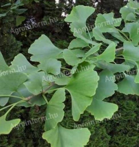 Fern fir (Ginkgo biloba) seedling