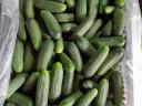 Cucumbers for pickling.