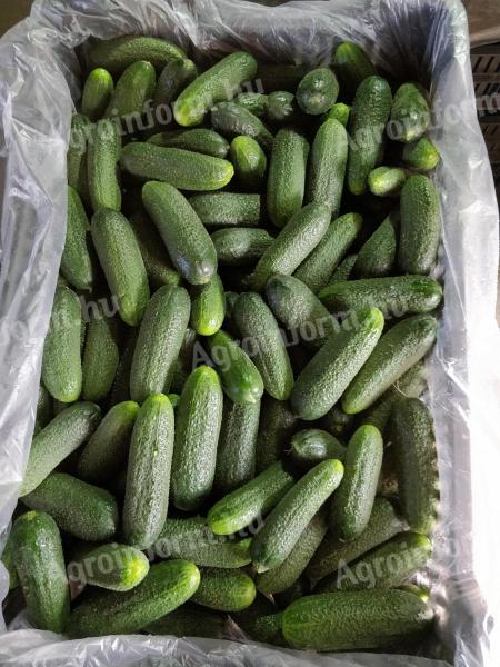 Cucumbers for pickling.