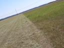 ALFALFA AND HAY, ARABLE LAND FOR RENT