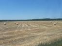 ALFALFA AND HAY, ARABLE LAND FOR RENT