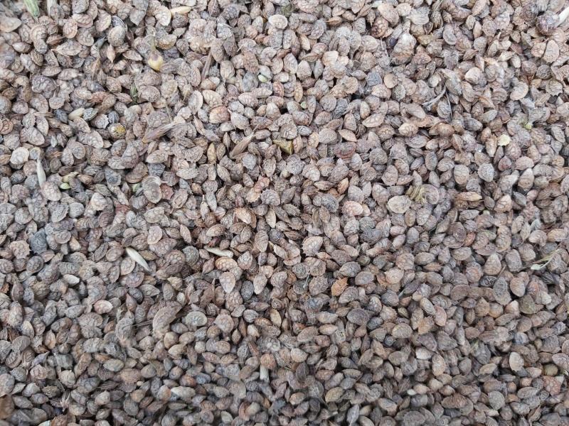 Baltacim seed for sale by mail order