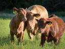 Vacancy for a beef cattle keeper