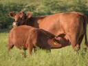 Vacancy for a beef cattle keeper