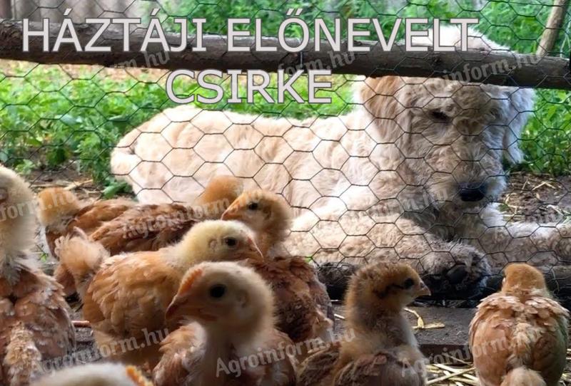 Háztáji BIO tápon nevelt előnevelt 4 hetes csirke akció