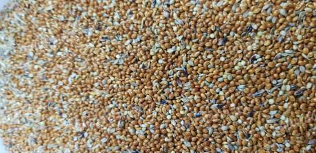 Red millet for sale in Szeged