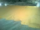 ISCC 2024 Hungarian production 3000 t of toxin-free dried fodder maize for sale