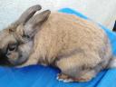 10 dwarf rabbits for sale