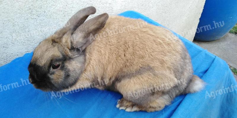 10 dwarf rabbits for sale