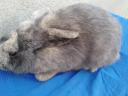 10 dwarf rabbits for sale