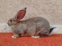 Hungarian giant rabbits, rabbits