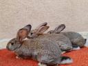 Hungarian giant rabbits, rabbits