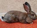 Hungarian giant rabbits, rabbits