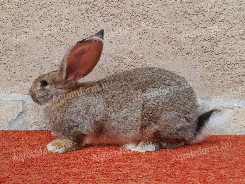 Hungarian giant rabbits, rabbits