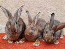 Hungarian giant rabbits, rabbits